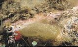 Leathesia mucosa var. condensata1